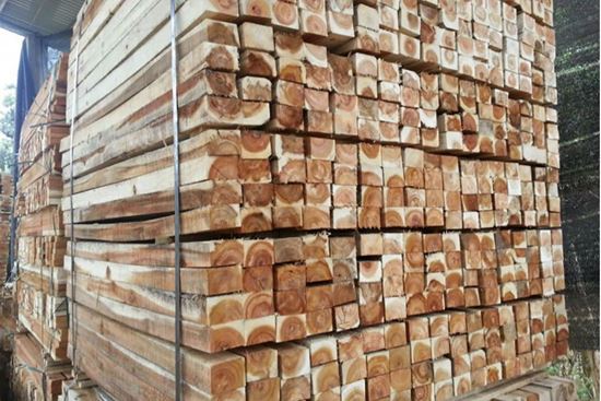 Keo Lá Tràm là cây gì? Chất Lượng Gỗ Tràm Bông Vàng Có Tốt Không?