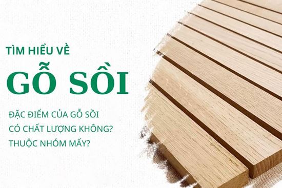 Gỗi Sồi Là Gì? Chất Lượng Có Tốt Không? Thuộc Nhóm Mấy?