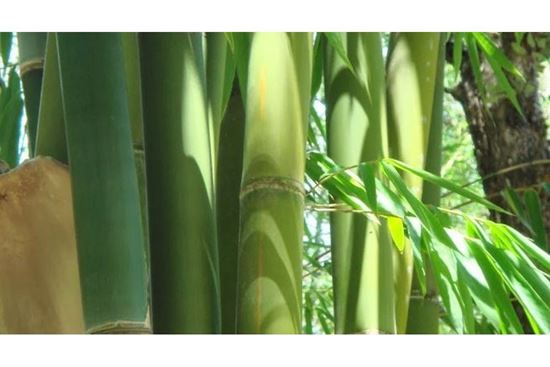 Cây tre trong phong thủy và những ứng dụng trong nội thất