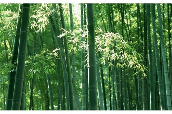 Top 10 cây phong thủy trước nhà nên trồng để đem lại may mắn cho gia đình bạn