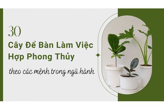 Top 30 cây để bàn làm việc hợp phong thủy theo từng mệnh 2025